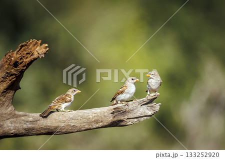 Southern Grey headed Sparrow in Greater Kruger National park, South Africa 133252920