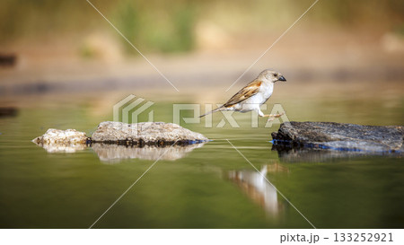 Southern Grey headed Sparrow in Greater Kruger National park, South Africa 133252921