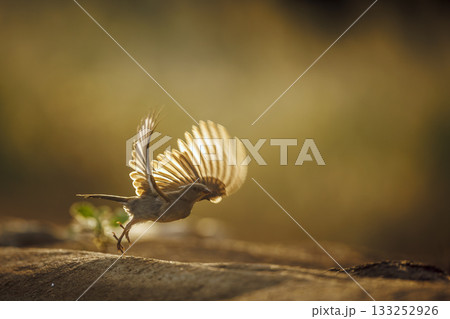 Southern Grey headed Sparrow in Greater Kruger National park, South Africa 133252926