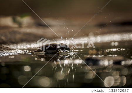 Southern Grey headed Sparrow in Greater Kruger National park, South Africa 133252927
