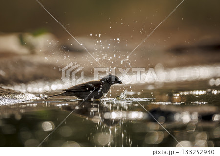 Southern Grey headed Sparrow in Greater Kruger National park, South Africa 133252930
