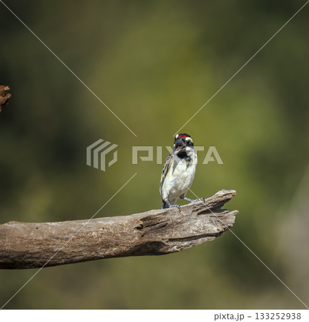 Acacia Pied Barbet in Greater Kruger National park, South Africa Acacia Pied Barbet in Greater Kruger National park, South Africa 133252938
