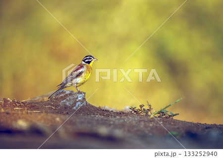 African Golden breasted Bunting in Greater Kruger National park, South Africa 133252940