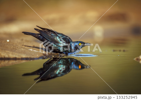 Cape Glossy Starling in Greater Kruger National park, South Africa 133252945