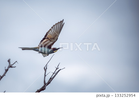 European Bee eater in Greater Kruger National park, South Africa 133252954
