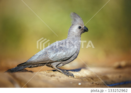 Grey go away bird in Greater Kruger National park, South Africa 133252962
