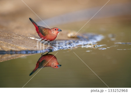 Jameson Firefinch in Greater Kruger National park, South Africa 133252968