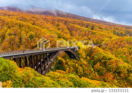 城ヶ倉大橋の紅葉【青森県青森市】 133253131