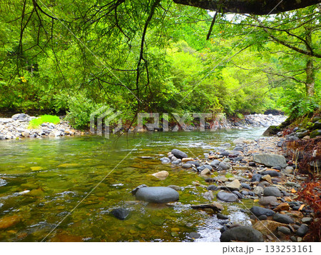 初秋の秋神川、木漏れ日の渓流釣り 133253161