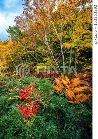 蔦沼の紅葉【青森県青森市】 133253292