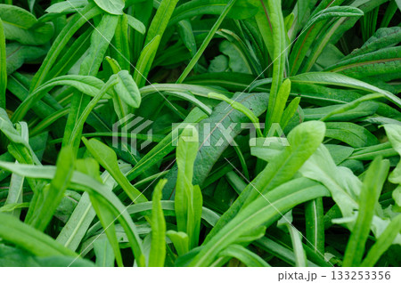 Green romaine lettuce crops in growth in garden, China Green romaine lettuce crops in growth in garden, China 133253356