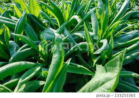 Green lettuce in growth at vegetable garden Green lettuce in growth at vegetable garden 133253365