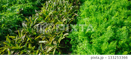 Lush vegetables in growth at garden 133253366