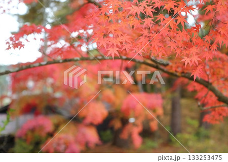 真っ赤な紅葉 真っ赤な紅葉 133253475