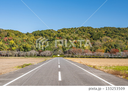 滋賀県近江八幡市安土の田園風景 133253509