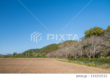滋賀県近江八幡市安土の田園風景 133253512