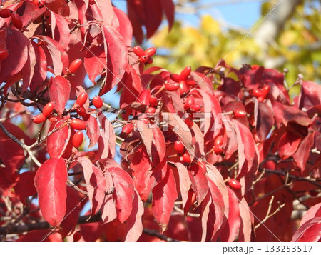 真っ赤に色づいたハナミズキの実と葉 真っ赤に色づいたハナミズキの実と葉 133253517