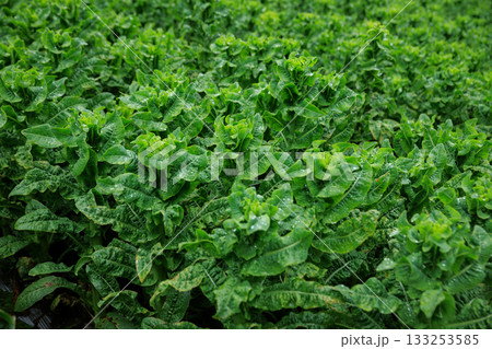 Green stem lettuce crops in garden Green stem lettuce crops in garden 133253585