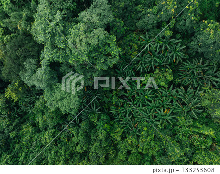 Aerial view of beautiful tropical forest mountain landscape in summer 133253608