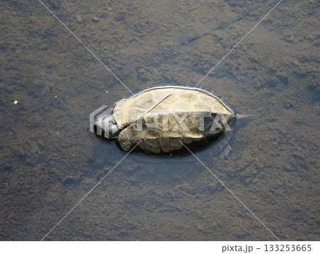 日向ぼっこするカメ 133253665