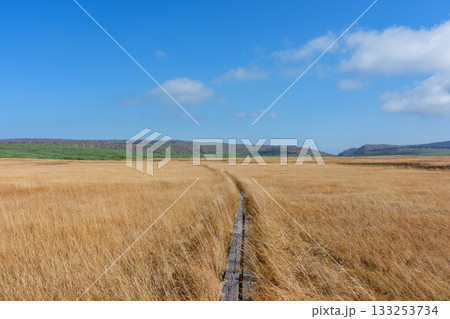 草紅葉に染まる雨竜沼湿原と木道の秋景色（北海道） 133253734