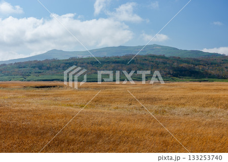 草紅葉に染まる雨竜沼湿原と木道の秋景色（北海道） 133253740