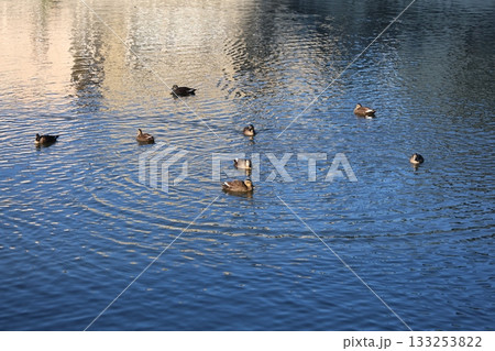 水鳥のいる池 133253822