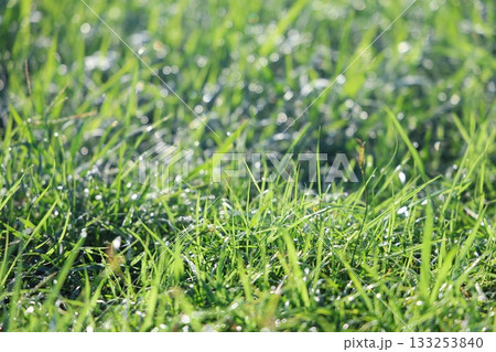朝露に輝く野原 133253840