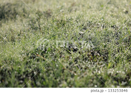 朝露に輝く野原 133253846