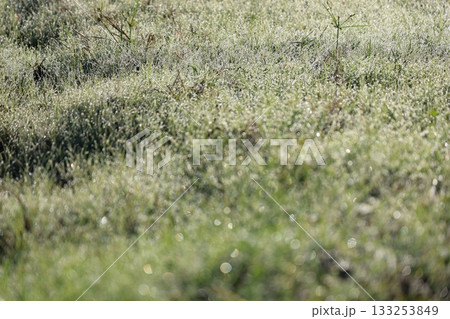 朝露に輝く野原 133253849