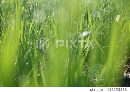 朝露に輝く稲 朝露に輝く稲 133253858