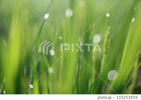朝露に輝く稲 133253859