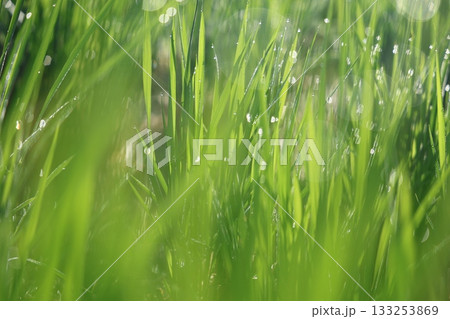 朝露に輝く稲 133253869