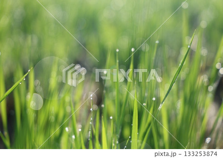 朝露に輝く稲 133253874