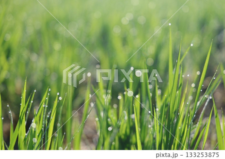 朝露に輝く稲 133253875