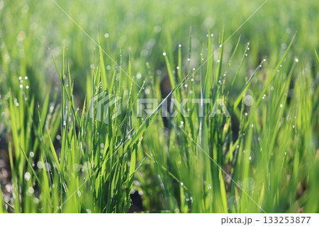 朝露に輝く稲 133253877