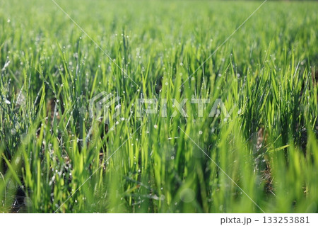 朝露に輝く稲 133253881