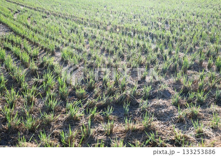 稲刈りが終わった田んぼ 133253886