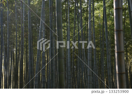 竹林のある風景 133253900