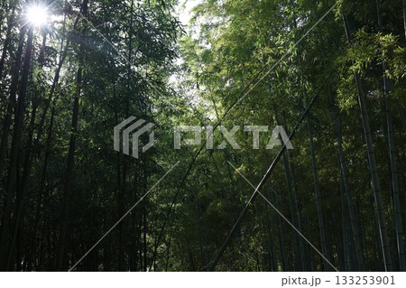 竹林に差し込む太陽光線 竹林に差し込む太陽光線 133253901