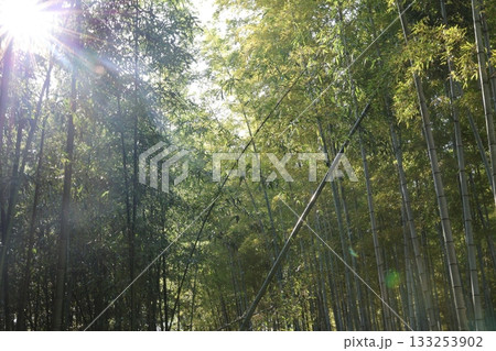 竹林に差し込む太陽光線 竹林に差し込む太陽光線 133253902