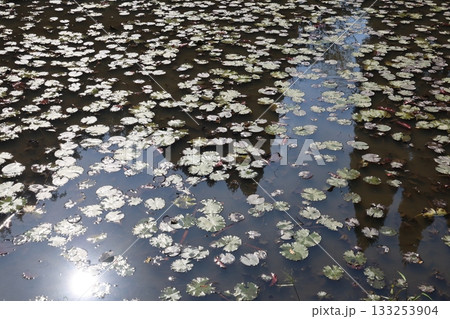 池と浮葉植物 池と浮葉植物 133253904