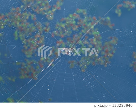 水面にかかった蜘蛛の巣 133253940