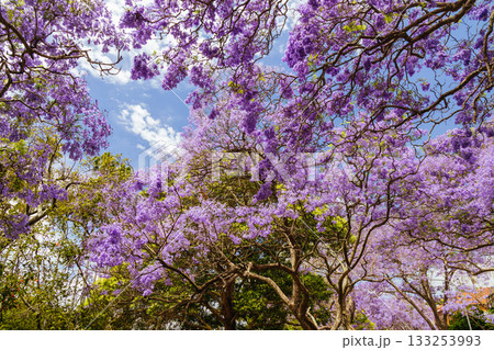 Jacaranda Trees in Sydney Australia 133253993