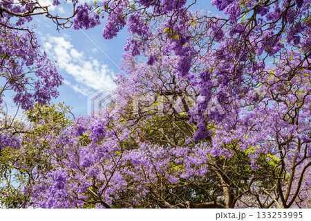 Jacaranda Trees in Sydney Australia Jacaranda Trees in Sydney Australia 133253995