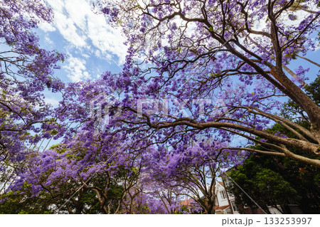 Jacaranda Trees in Sydney Australia 133253997