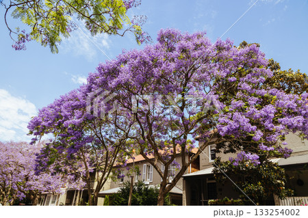 Jacaranda Trees in Sydney Australia 133254002