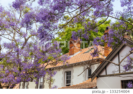 Jacaranda Trees in Sydney Australia 133254004