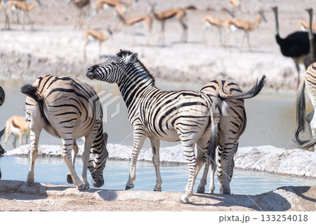 Zebra in Etosha 133254018