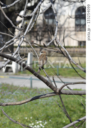 Sparrow Perched on Bare Branch 133254099